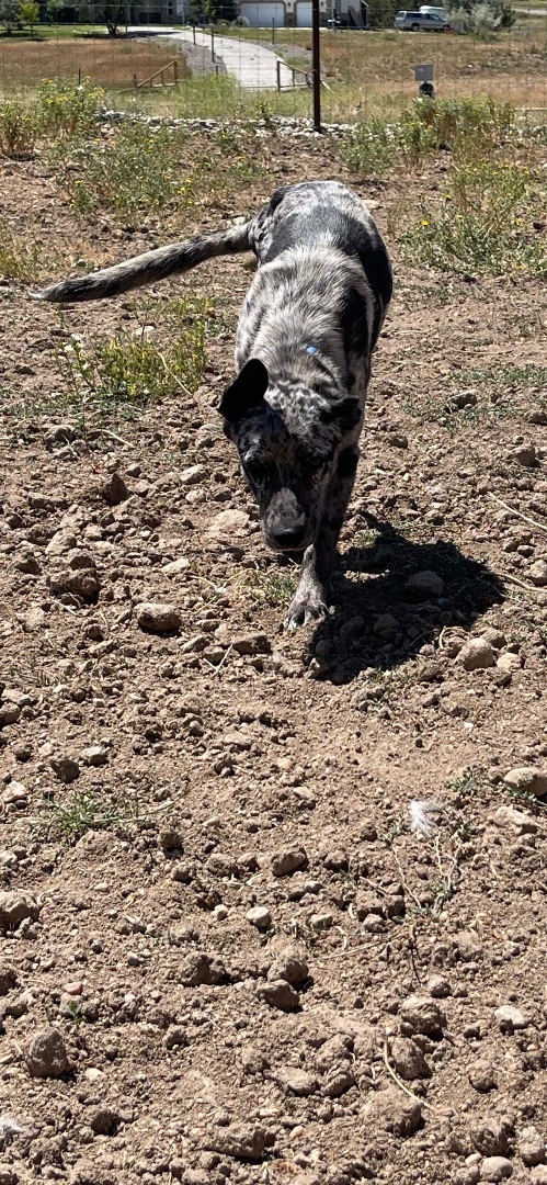 Elvis , Adopted, Young Male Cattle Dog.
