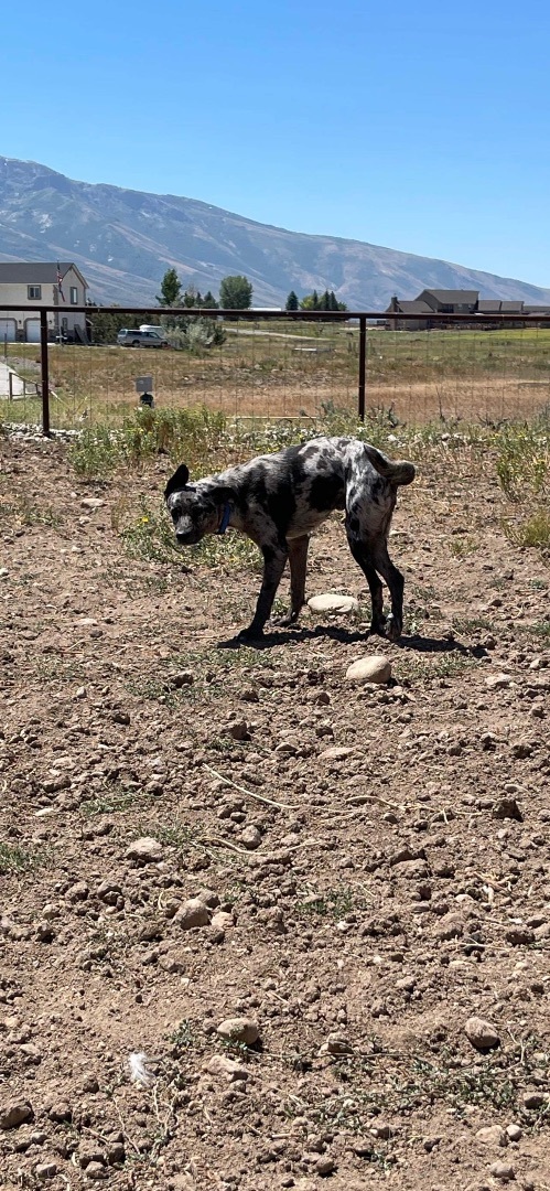 Elvis , a Adopted mixed breed in Carlin, NV image 2/3