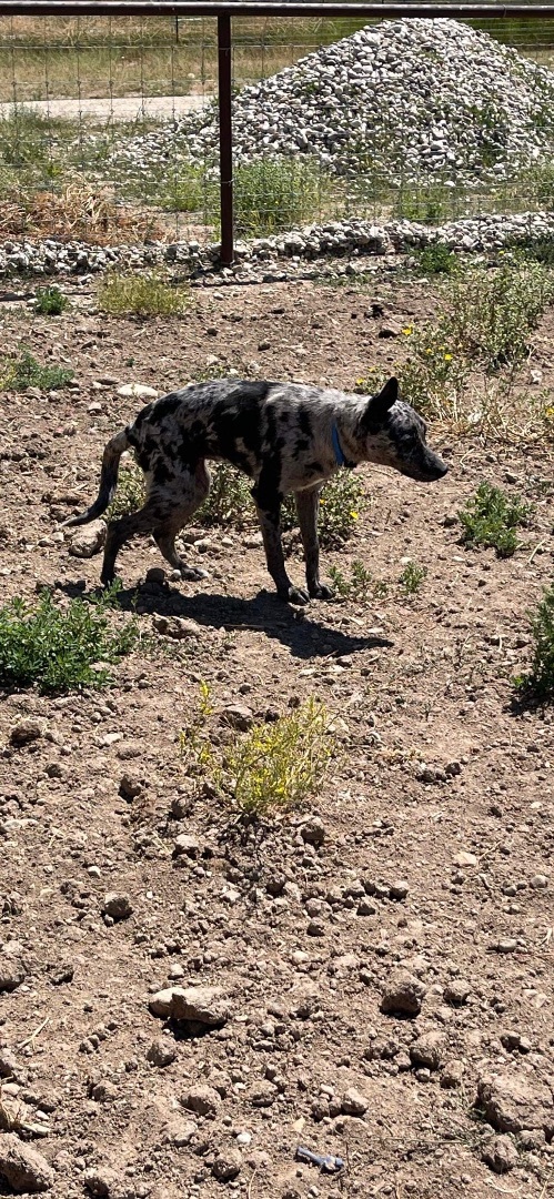 Elvis , a Adopted mixed breed in Carlin, NV image 3/3
