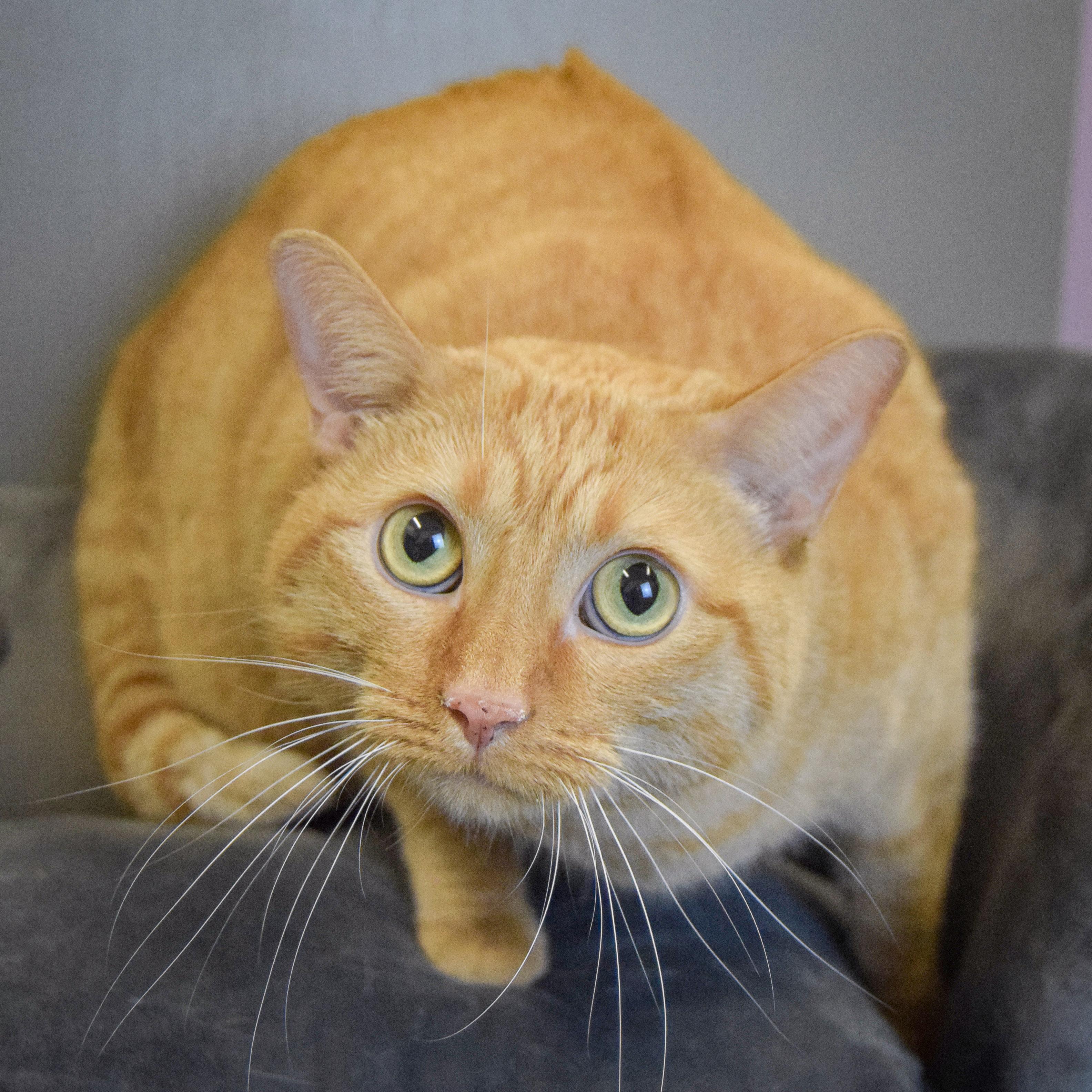 Kitty Kitty, an adopted mixed breed in Huntley, IL image 4/4