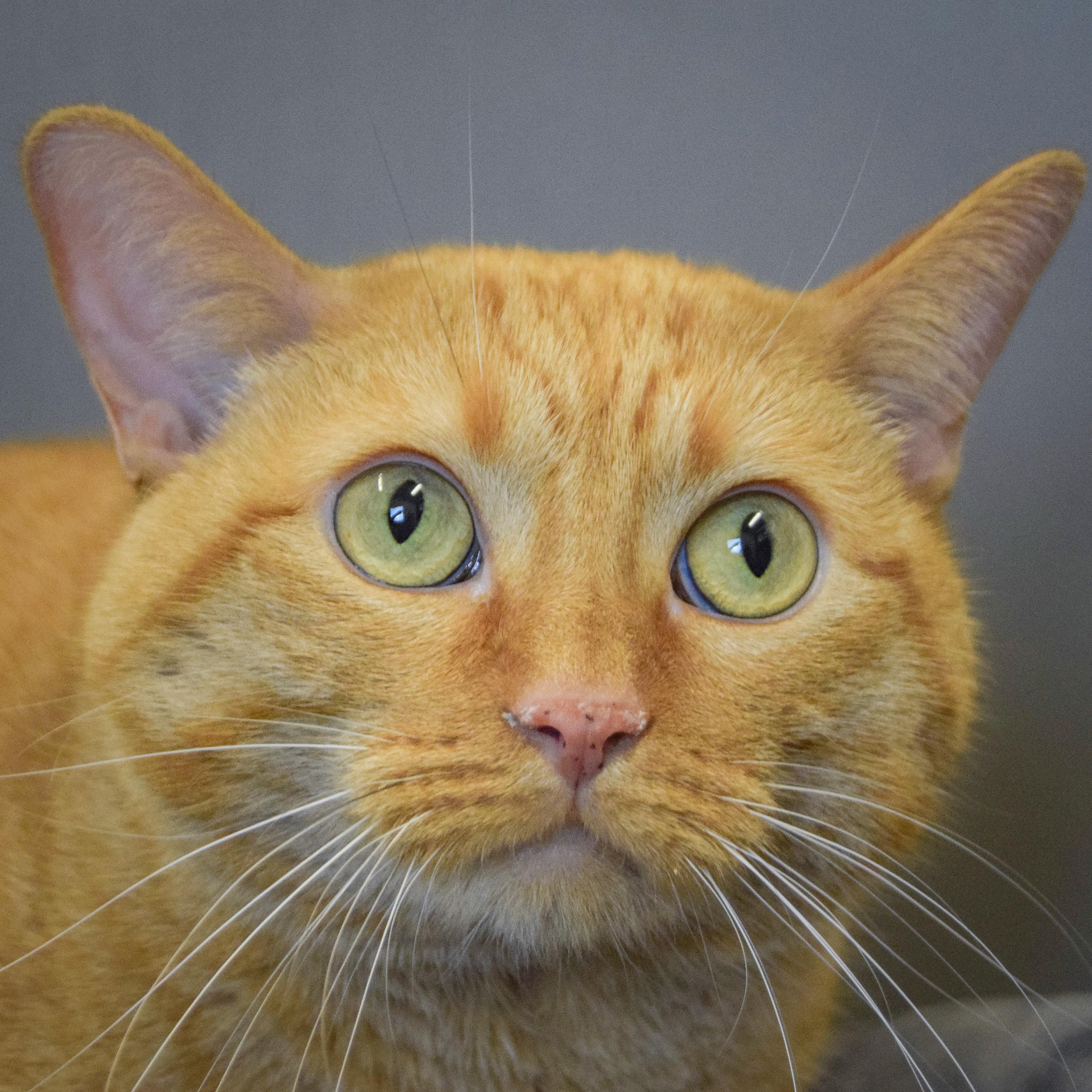 Kitty Kitty, an adopted mixed breed in Huntley, IL image 1/4
