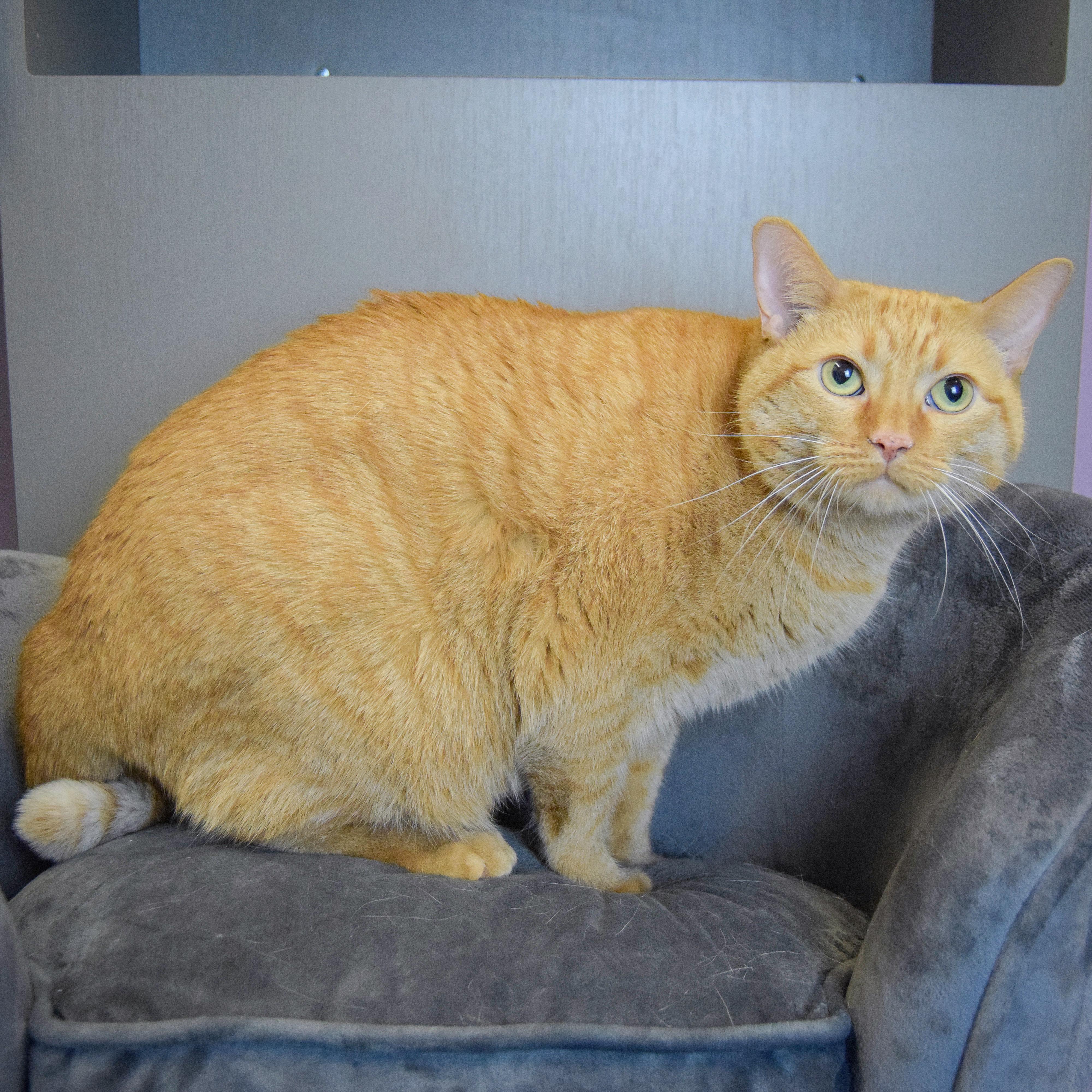 Kitty Kitty, an adopted mixed breed in Huntley, IL image 2/4
