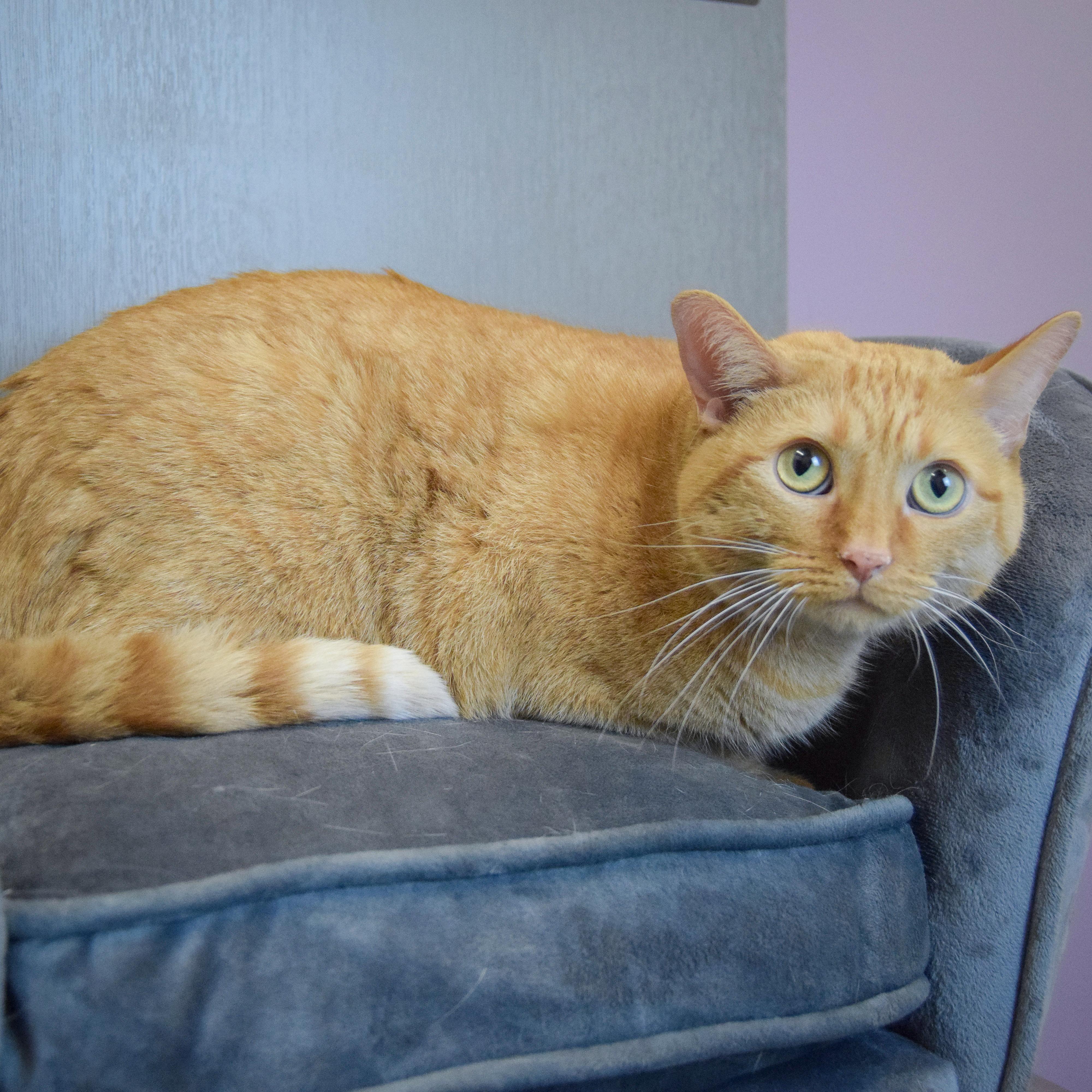 Kitty Kitty, an adopted mixed breed in Huntley, IL image 3/4