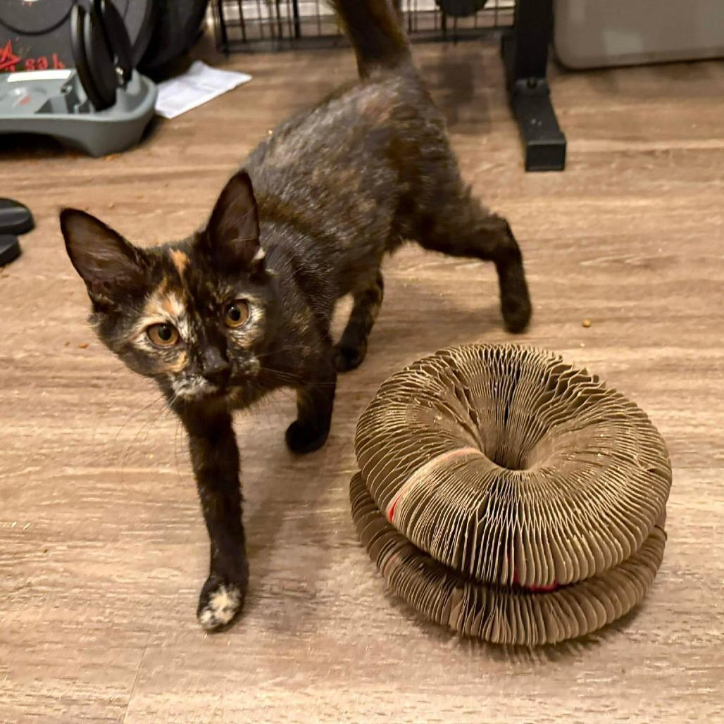 Jazzy, Adoptable, Kitten Female Domestic Medium Hair.