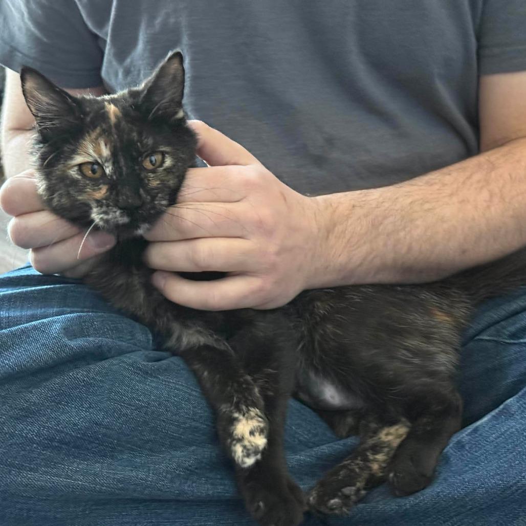 Enlarge Jazzy, a Adoptable Domestic Medium Hair in Port Neches, TX image 2/6