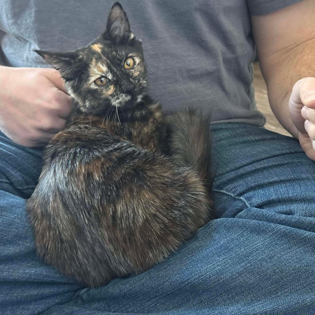 Enlarge Jazzy, a Adoptable Domestic Medium Hair in Port Neches, TX image 3/6