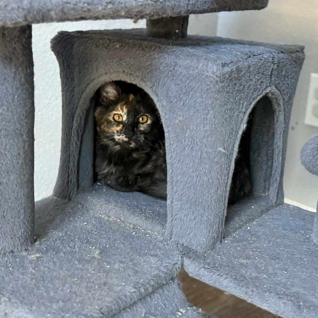 Enlarge Jazzy, a Adoptable Domestic Medium Hair in Port Neches, TX image 4/6