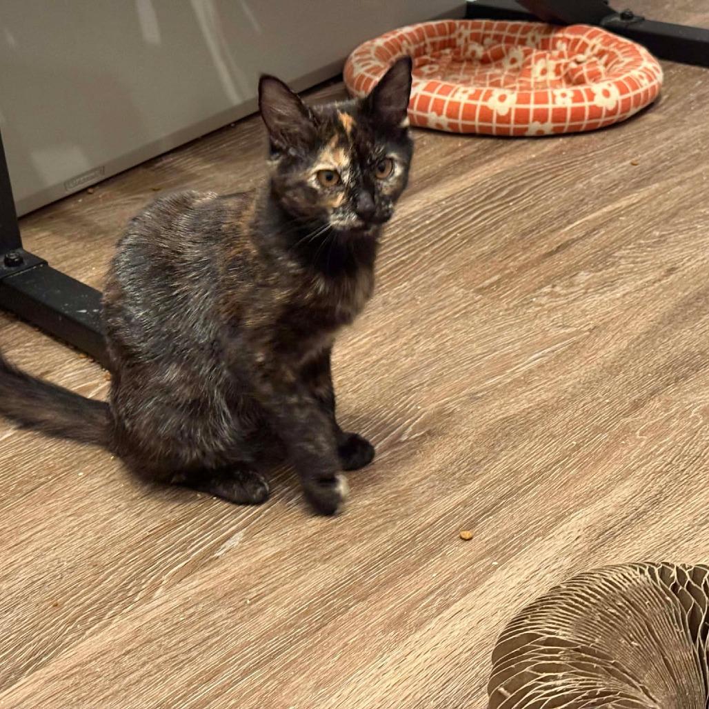 Enlarge Jazzy, a Adoptable Domestic Medium Hair in Port Neches, TX image 6/6