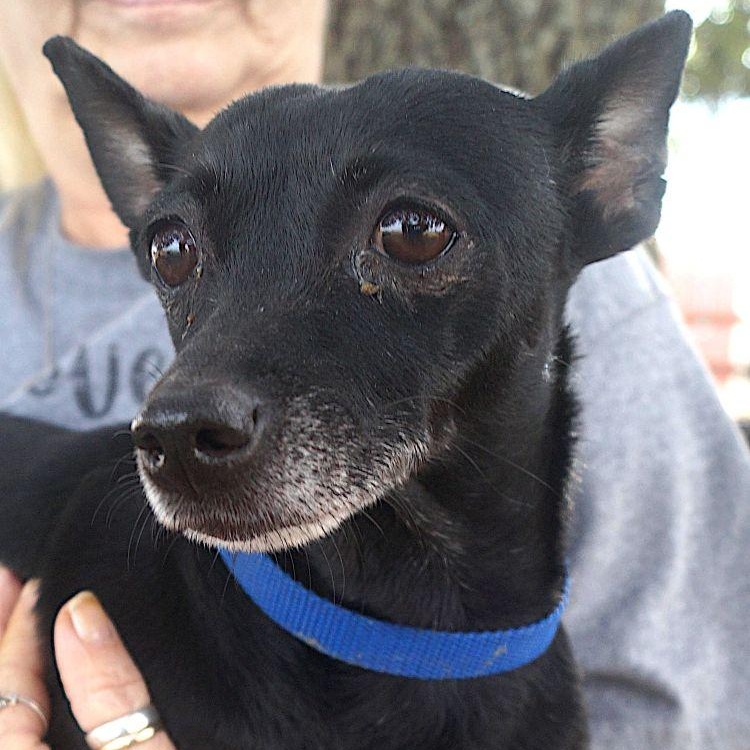 Enlarge Sage, a ADOPTABLE mixed breed in Carrollton, TX image 4/4