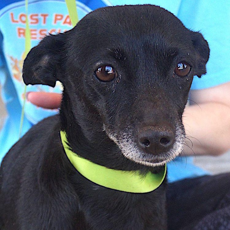 Enlarge Sage, a ADOPTABLE mixed breed in Carrollton, TX image 1/4