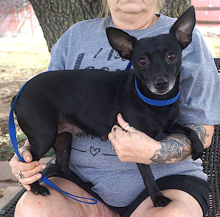 Sage, ADOPTABLE, Adult Female Chihuahua.