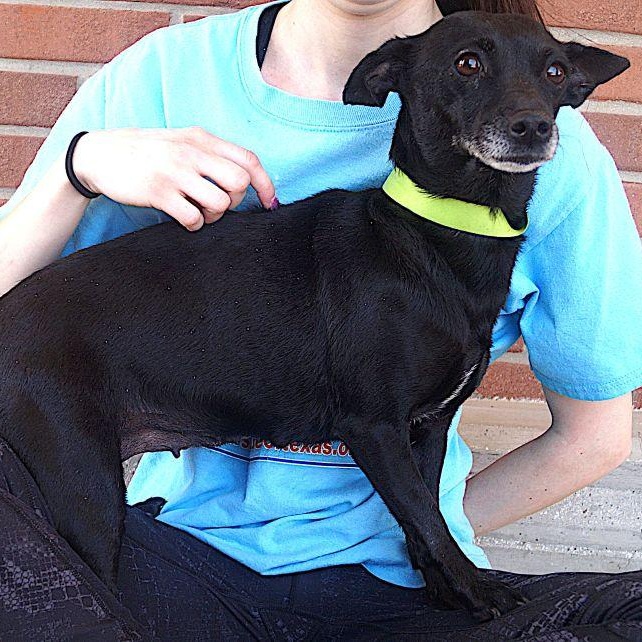 Enlarge Sage, a ADOPTABLE mixed breed in Carrollton, TX image 2/4