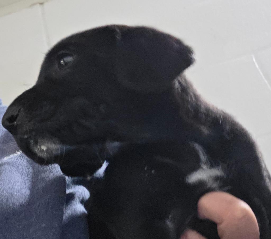 Tressa, Adoptable, Puppy Female Foxhound & Labrador Retriever.