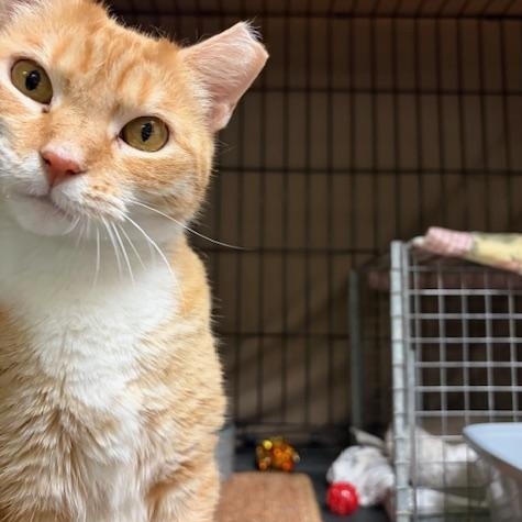 Rubia, Adoptable, Adult Female Domestic Short Hair.