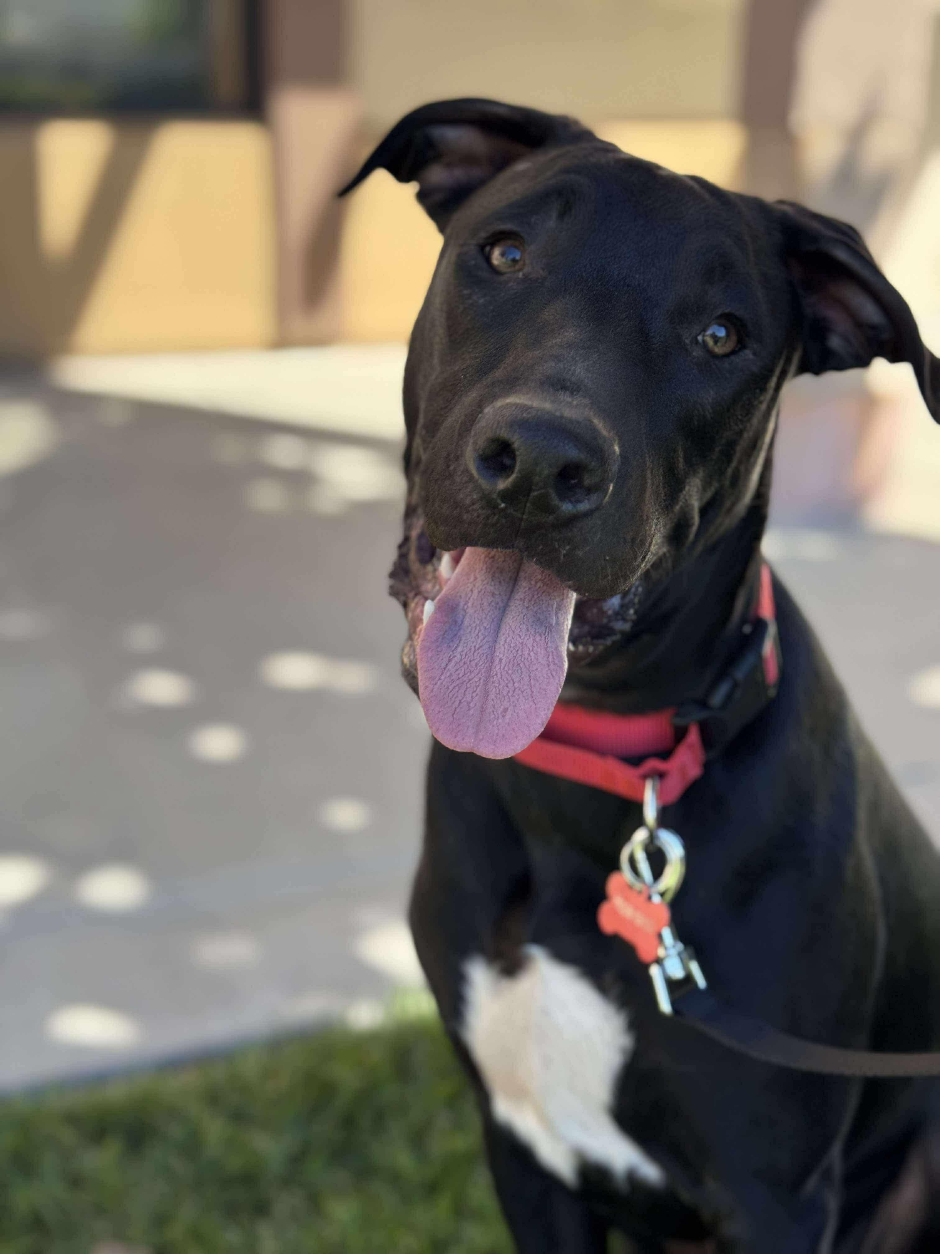 Boomer, Adoptable, Young Male American Staffordshire Terrier.