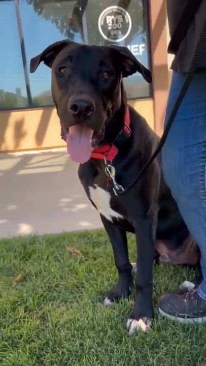 Enlarge Boomer, a Adoptable mixed breed in Temecula, CA video 4/4