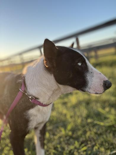 Riley — thumbnail 4