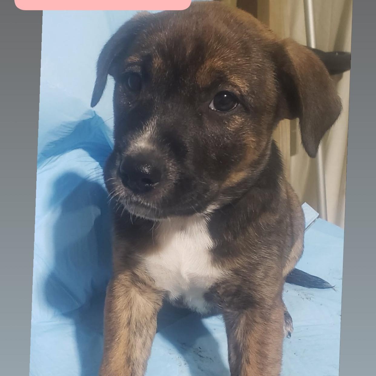 Enlarge Dottie, a ADOPTABLE mixed breed in Barkhamsted, CT image 1/1