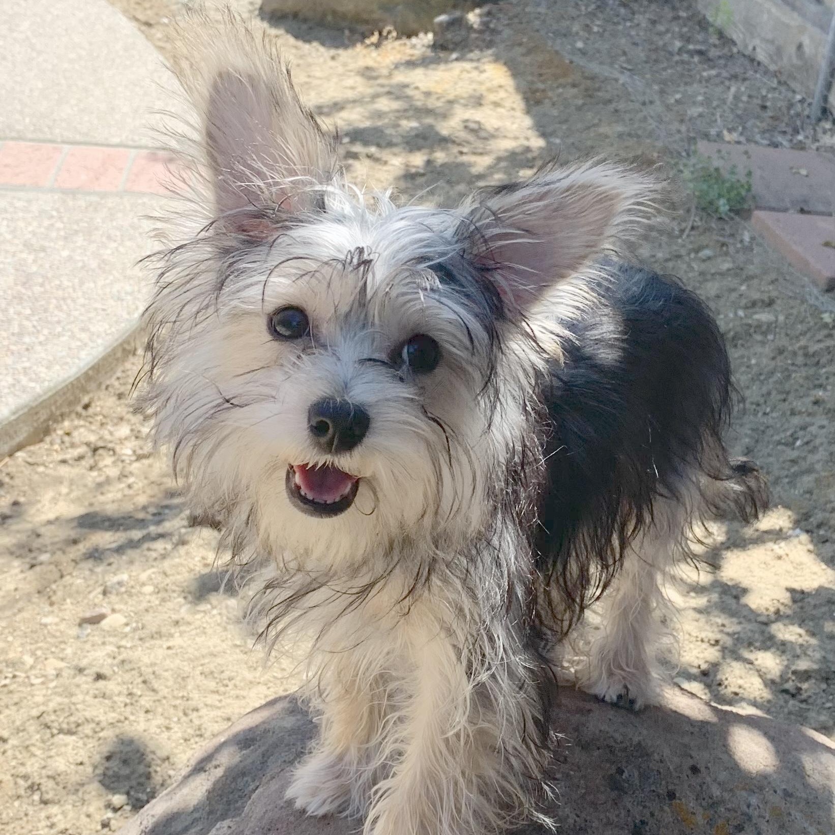 Fiona