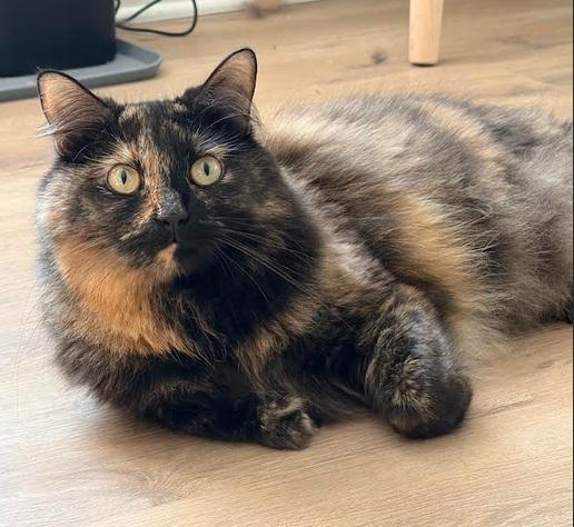 Enlarge Ophelia, a ADOPTABLE Domestic Medium Hair in Wilmington, NC image 1/1
