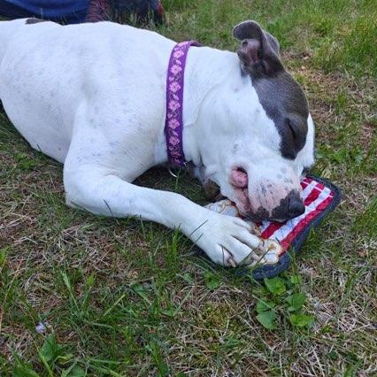 Storm, a ADOPTABLE Mixed Breed in New Tripoli, PA image 2/5