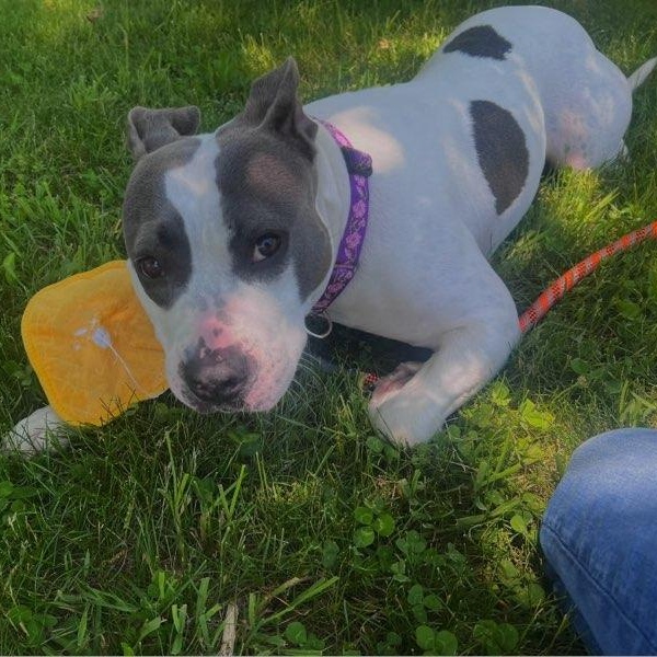 Storm, a ADOPTABLE Mixed Breed in New Tripoli, PA image 5/5