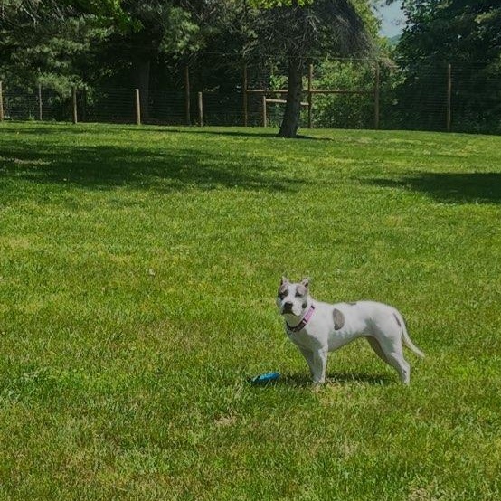 Storm, a ADOPTABLE Mixed Breed in New Tripoli, PA image 4/5