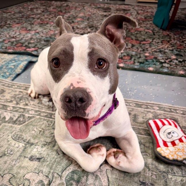 Storm, ADOPTABLE, Young Female Mixed Breed.