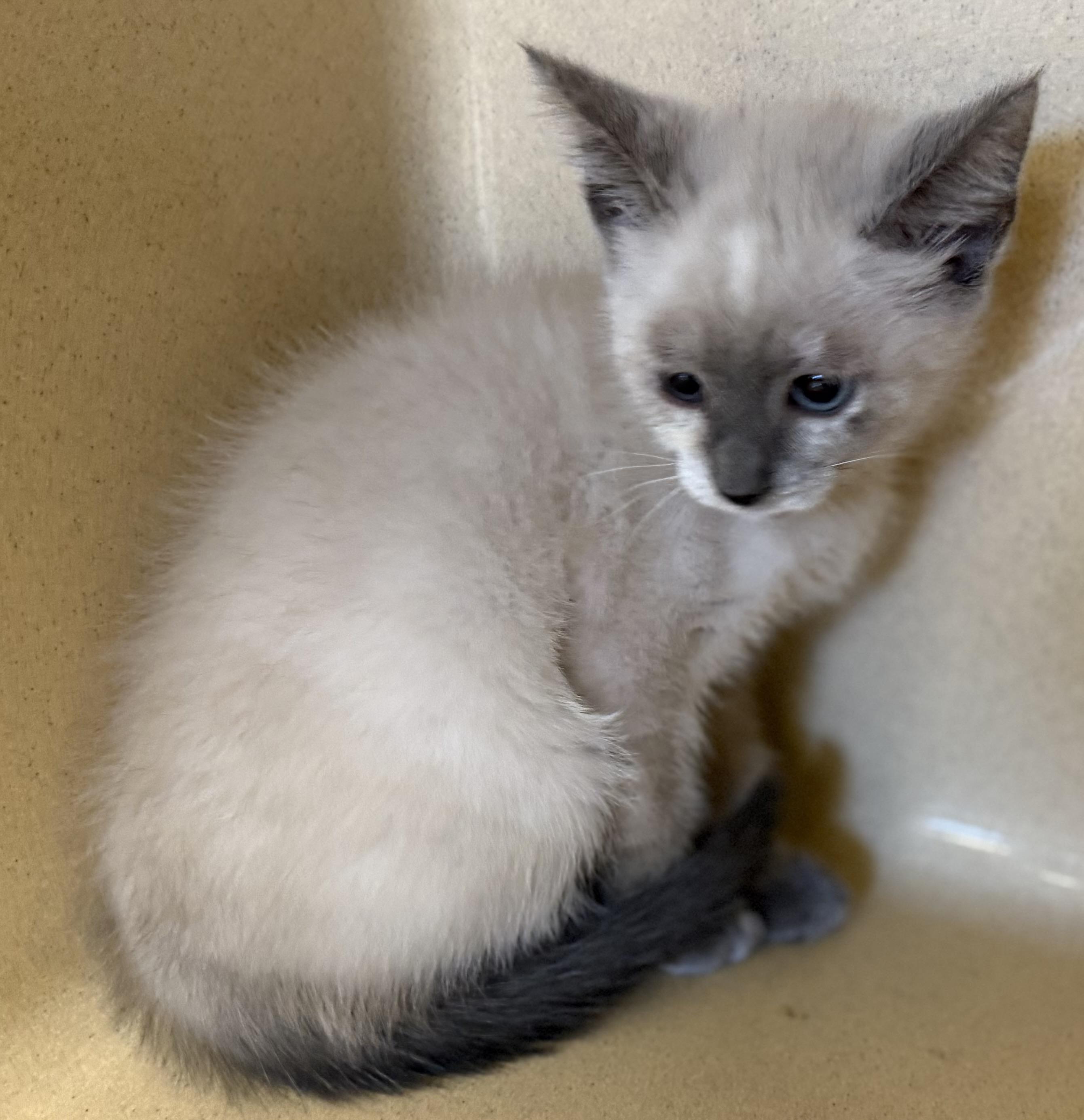 Indigo, Adopted, Young Female Siamese.