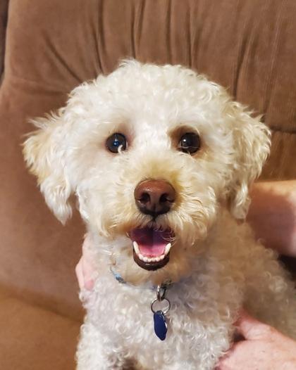 Bruno, a Adoptable mixed breed in Santa Fe, TX image 1/2