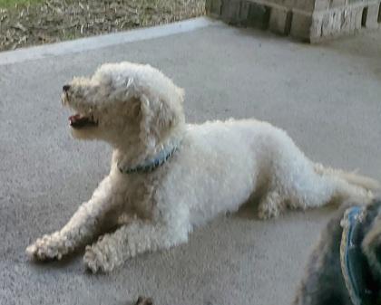 Bruno, a Adoptable mixed breed in Santa Fe, TX image 2/2