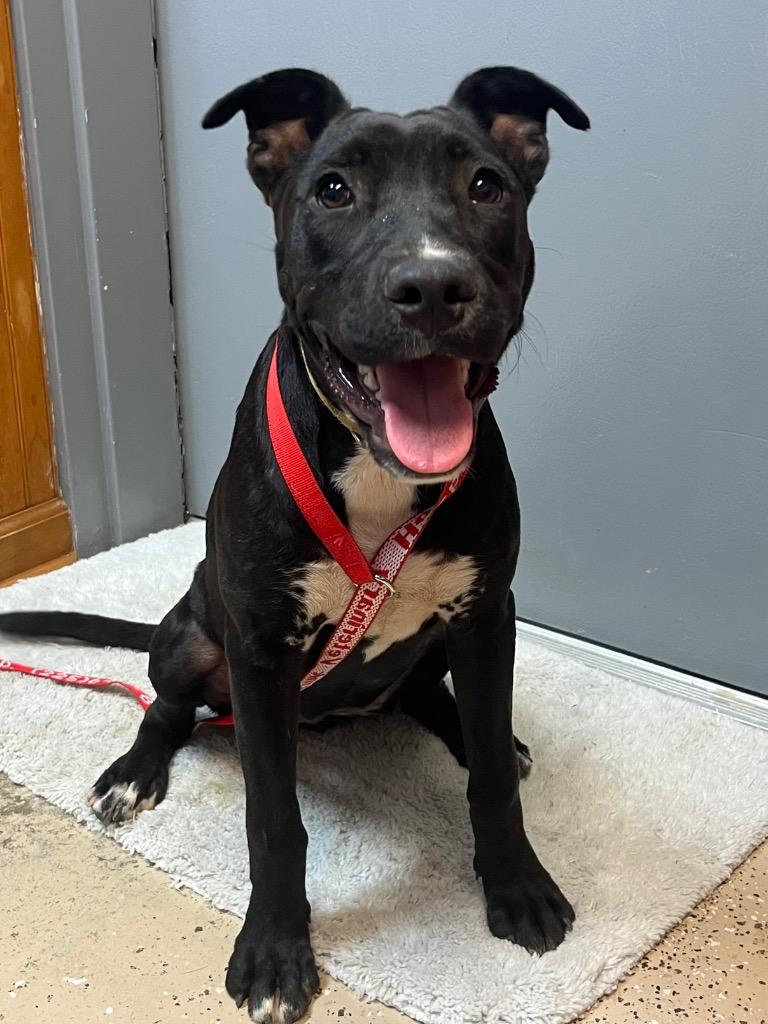 Precious, Adoptable, Adult Female Mixed Breed.