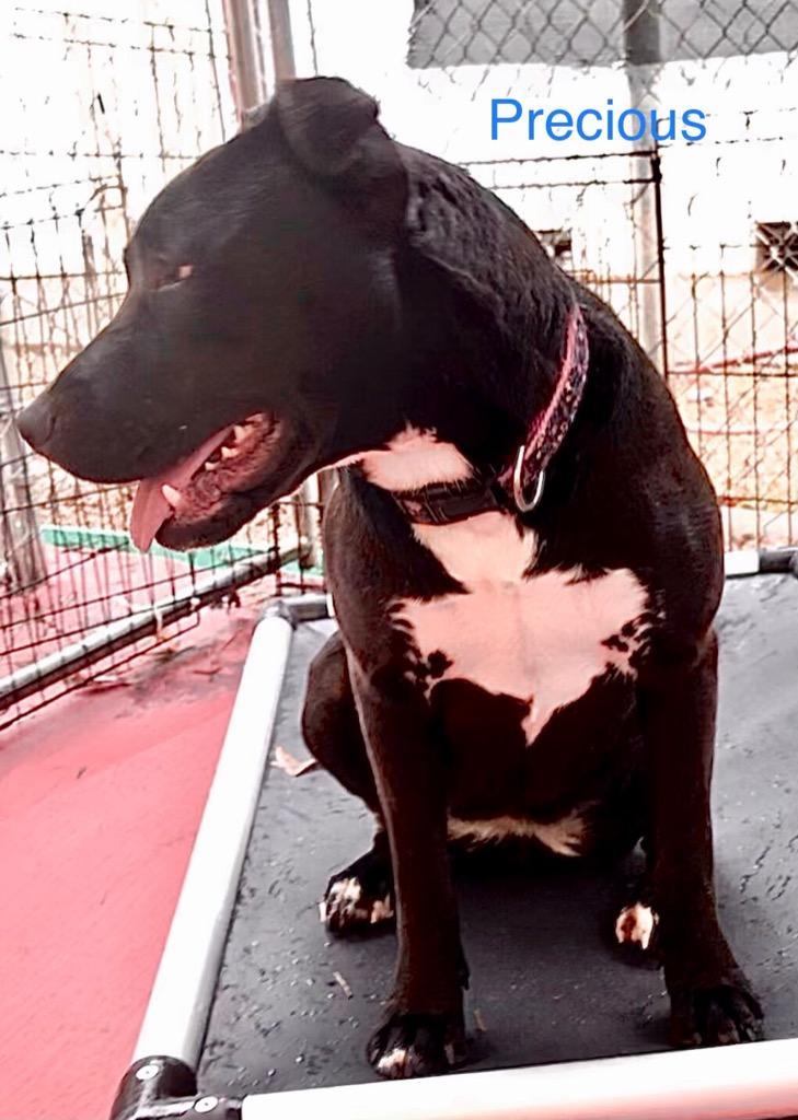 Precious, Adoptable, Adult Female Mixed Breed.