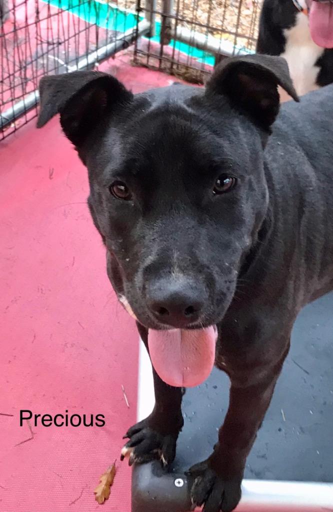 Precious, a Adoptable mixed breed in Saint Francisville, LA image 3/6