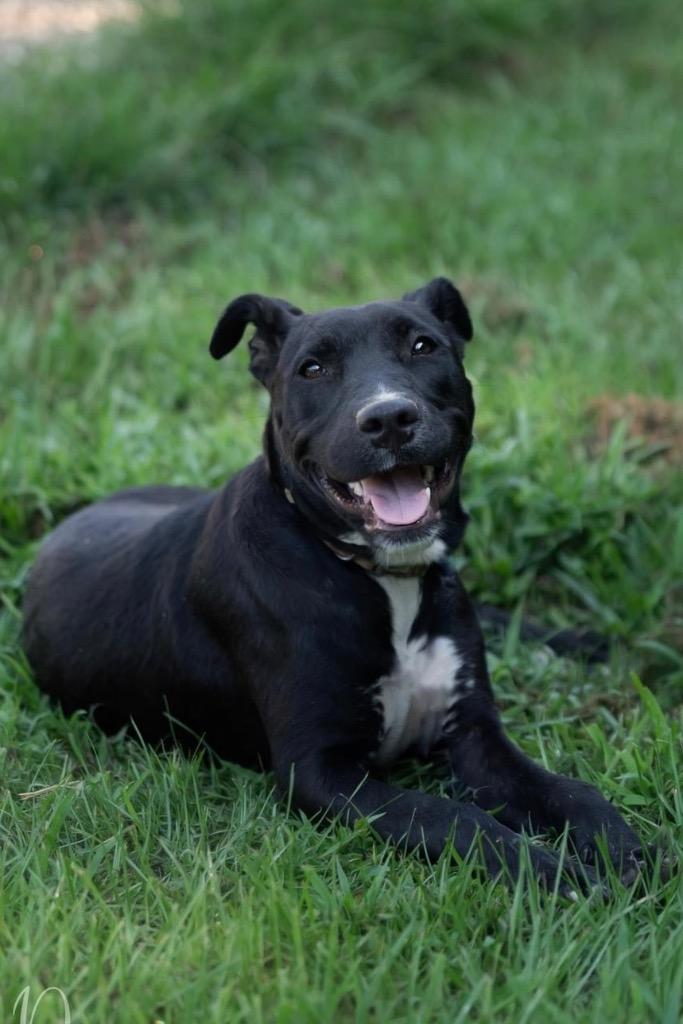 Precious, a Adoptable mixed breed in Saint Francisville, LA image 4/6
