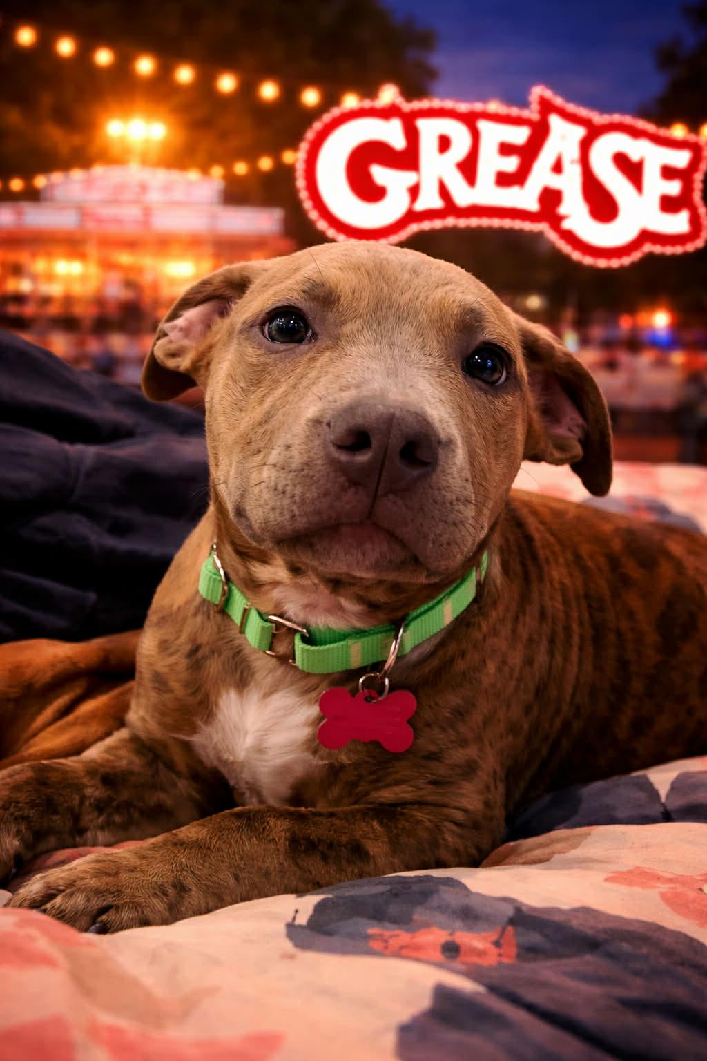 Enlarge Sandy , an adopted Mixed Breed in Succasunna, NJ image 2/2