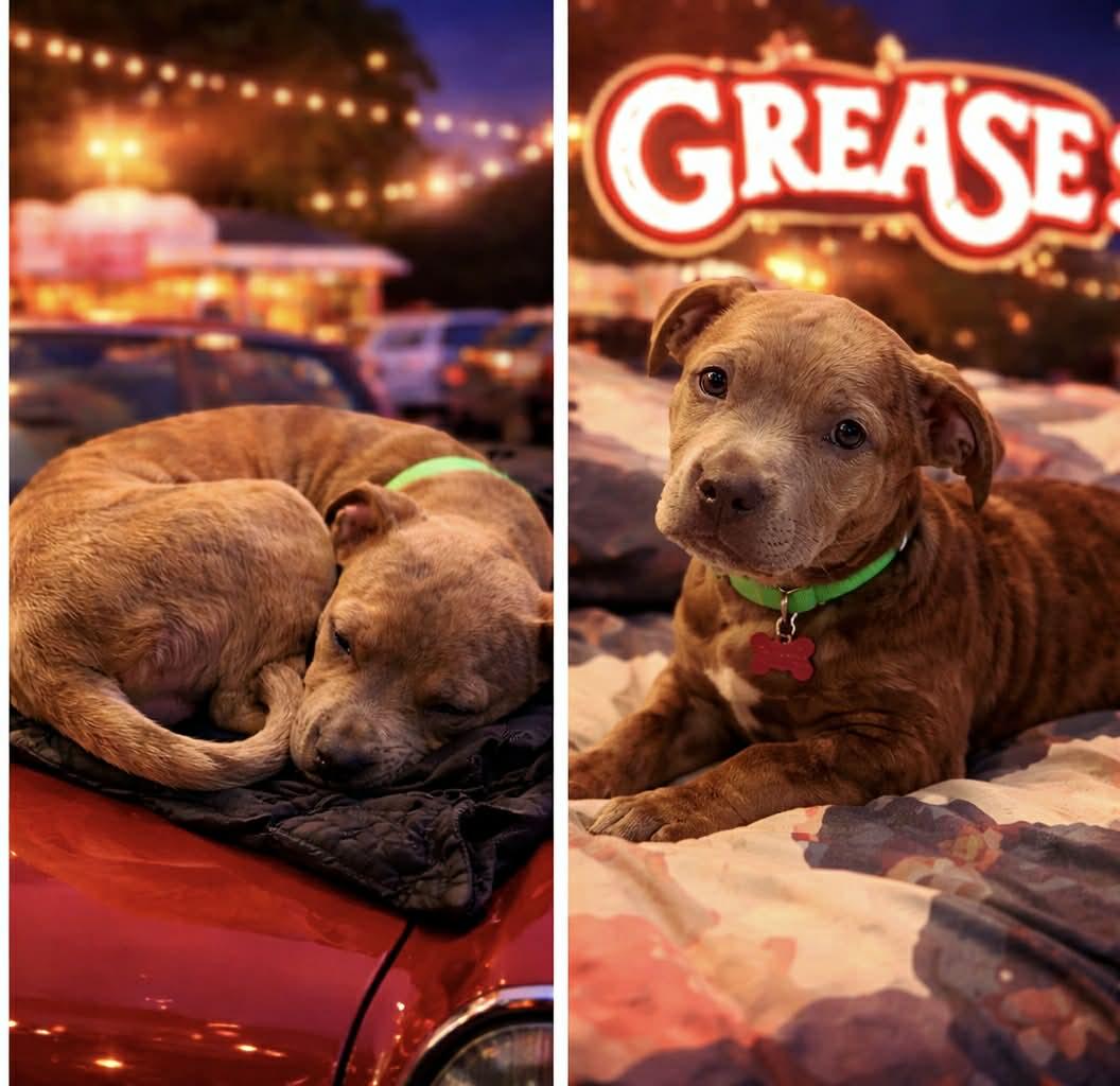 Sandy , adopted, Puppy Female Mixed Breed.