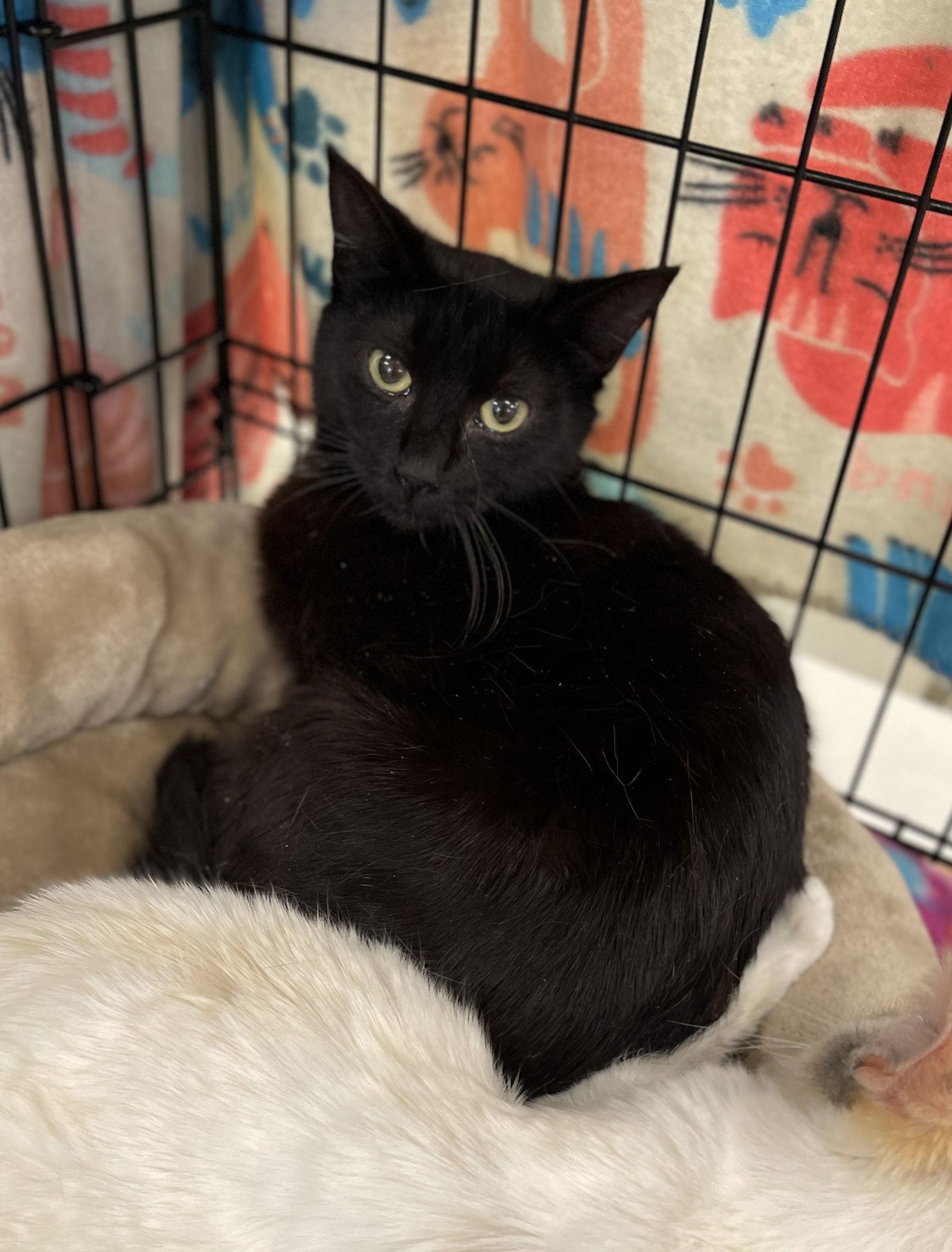 Enlarge Mali and Dixie, a Adoptable Turkish Van in Walnut Creek, CA image 1/3