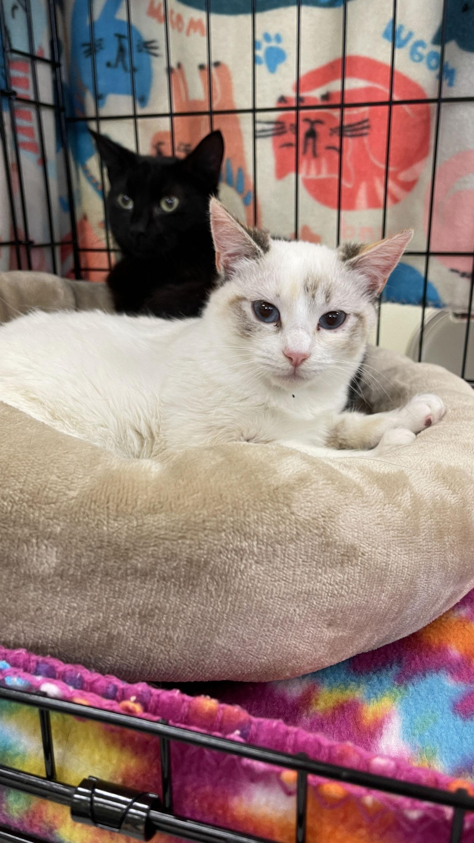 Enlarge Mali and Dixie, a Adoptable Turkish Van in Walnut Creek, CA image 2/3