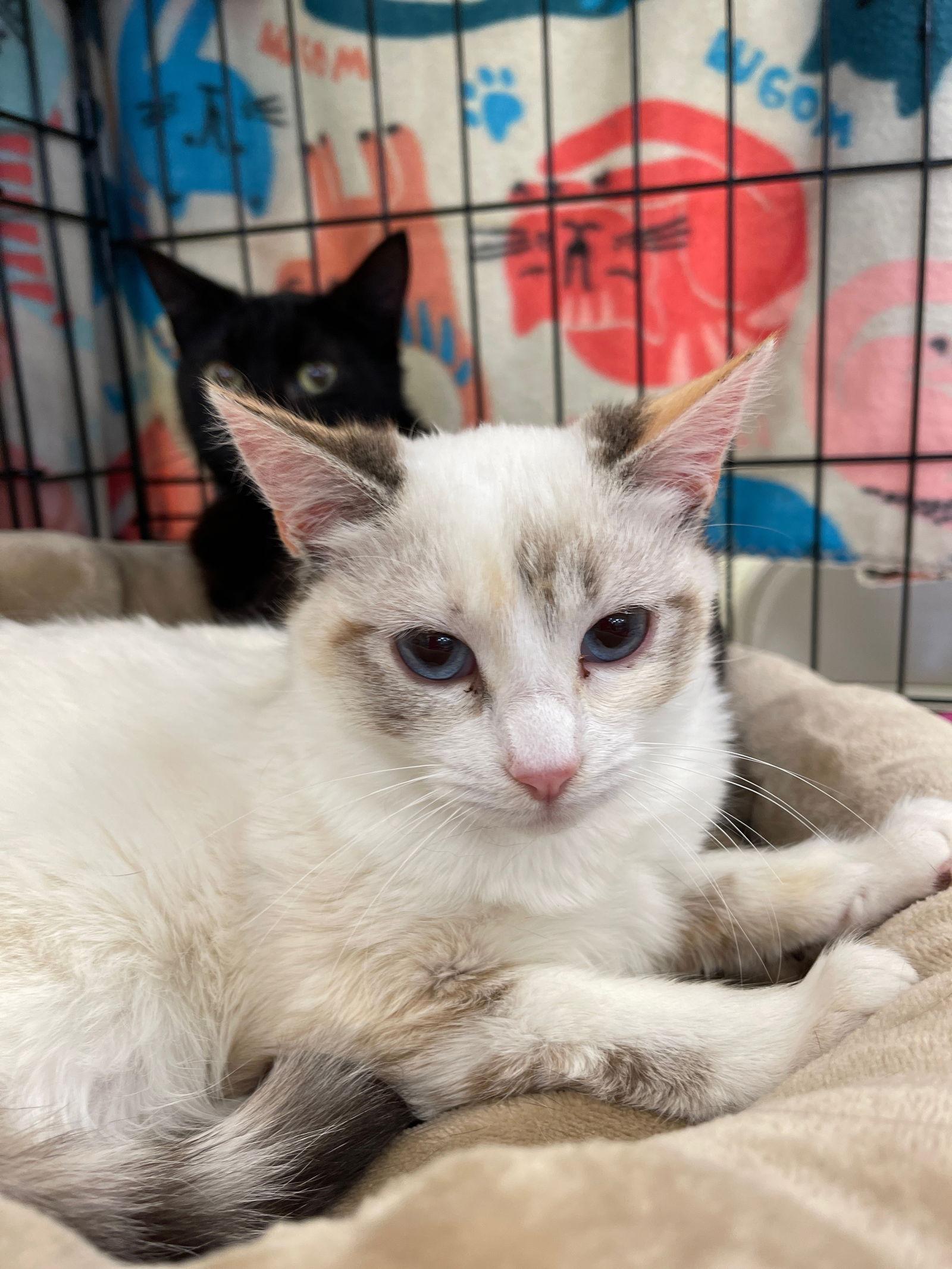 Enlarge Mali and Dixie, a Adoptable Turkish Van in Walnut Creek, CA image 3/3