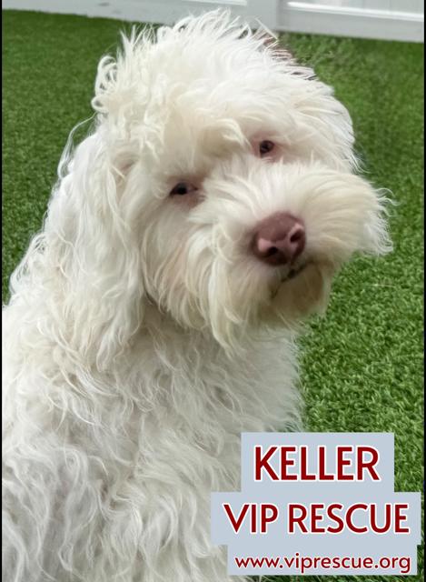 Keller / Redington Beach, Adoptable, Puppy Male Cavapoo.