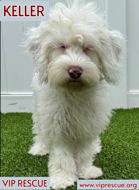 Enlarge Keller / Redington Beach, a Adoptable mixed breed in Redington Beach, FL image 5/5