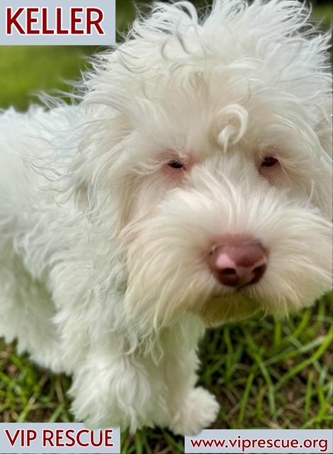 Enlarge Keller / Redington Beach, a Adoptable mixed breed in Redington Beach, FL image 4/5