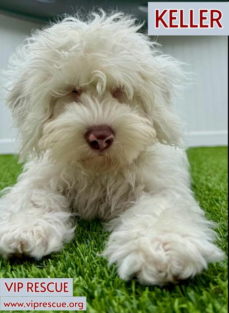 Enlarge Keller / Redington Beach, a Adoptable mixed breed in Redington Beach, FL image 3/5