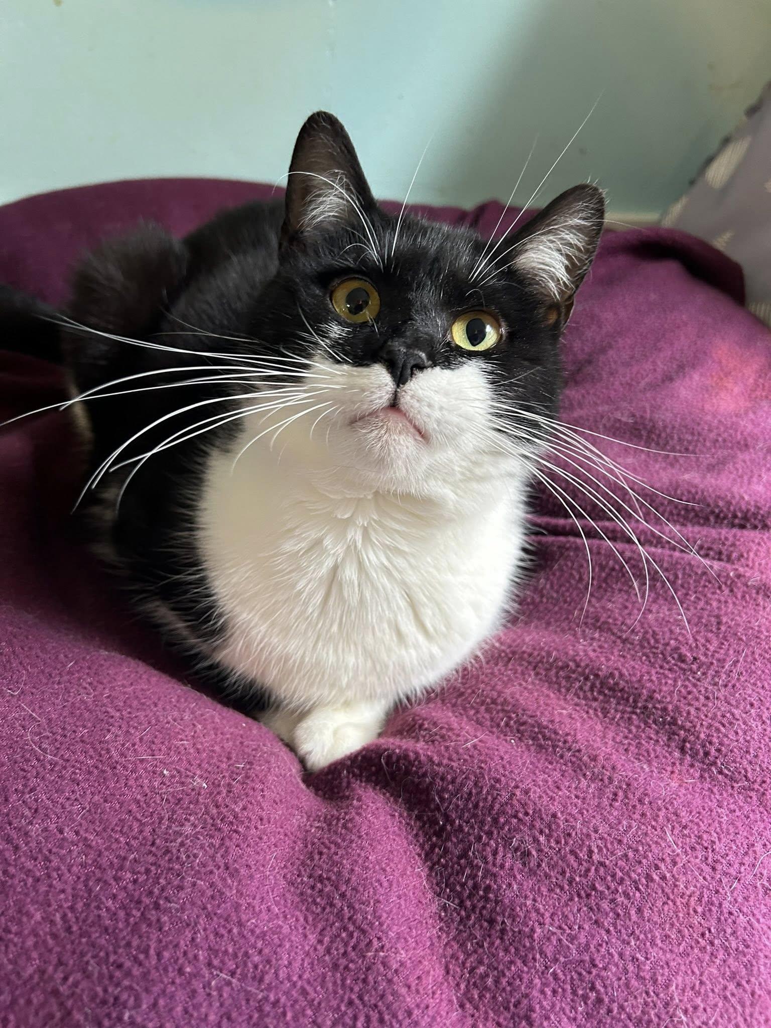 Enlarge Bruce Wayne, a ADOPTABLE Domestic Short Hair in Dellslow, WV image 4/4