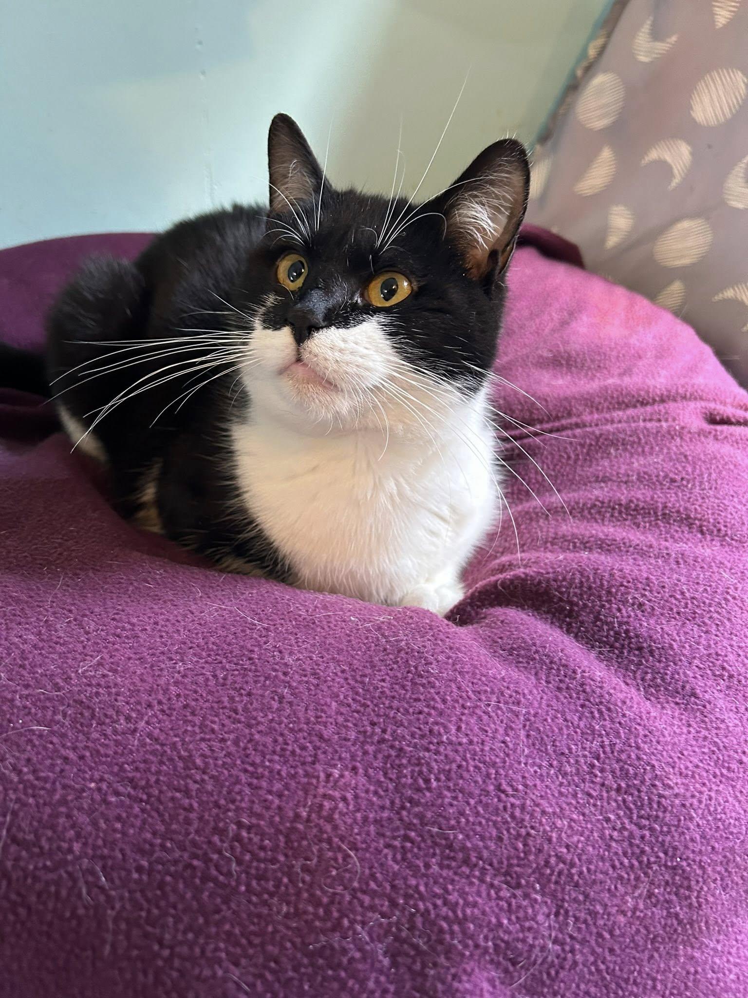 Enlarge Bruce Wayne, a ADOPTABLE Domestic Short Hair in Dellslow, WV image 3/4