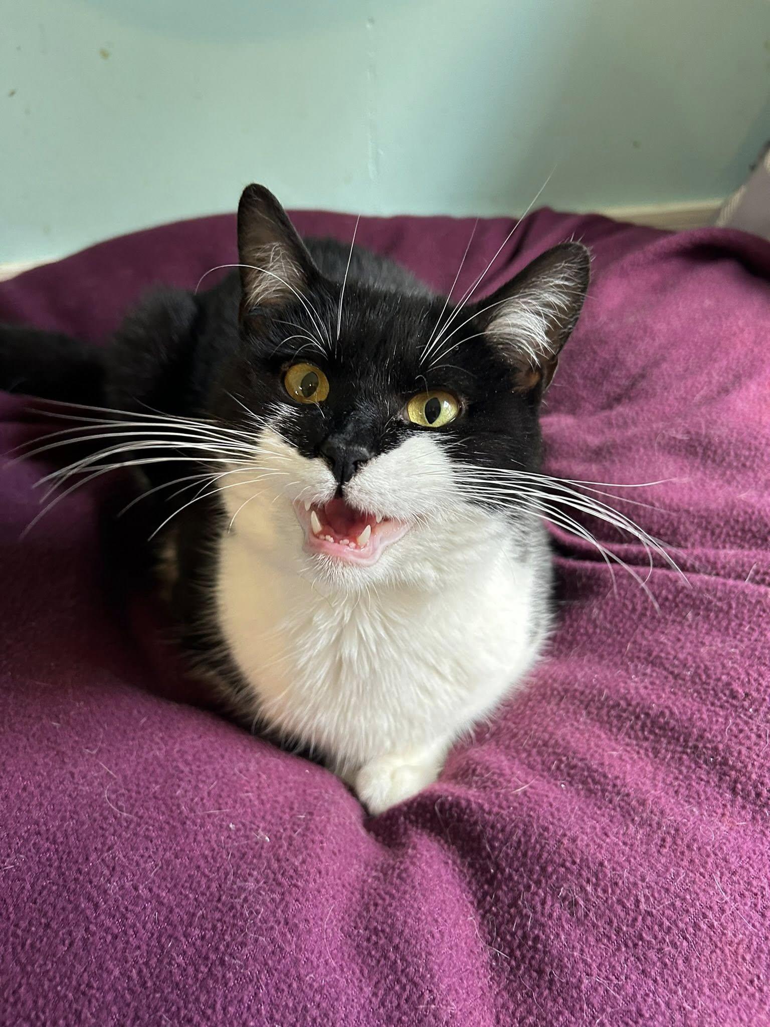 Enlarge Bruce Wayne, a ADOPTABLE Domestic Short Hair in Dellslow, WV image 2/4