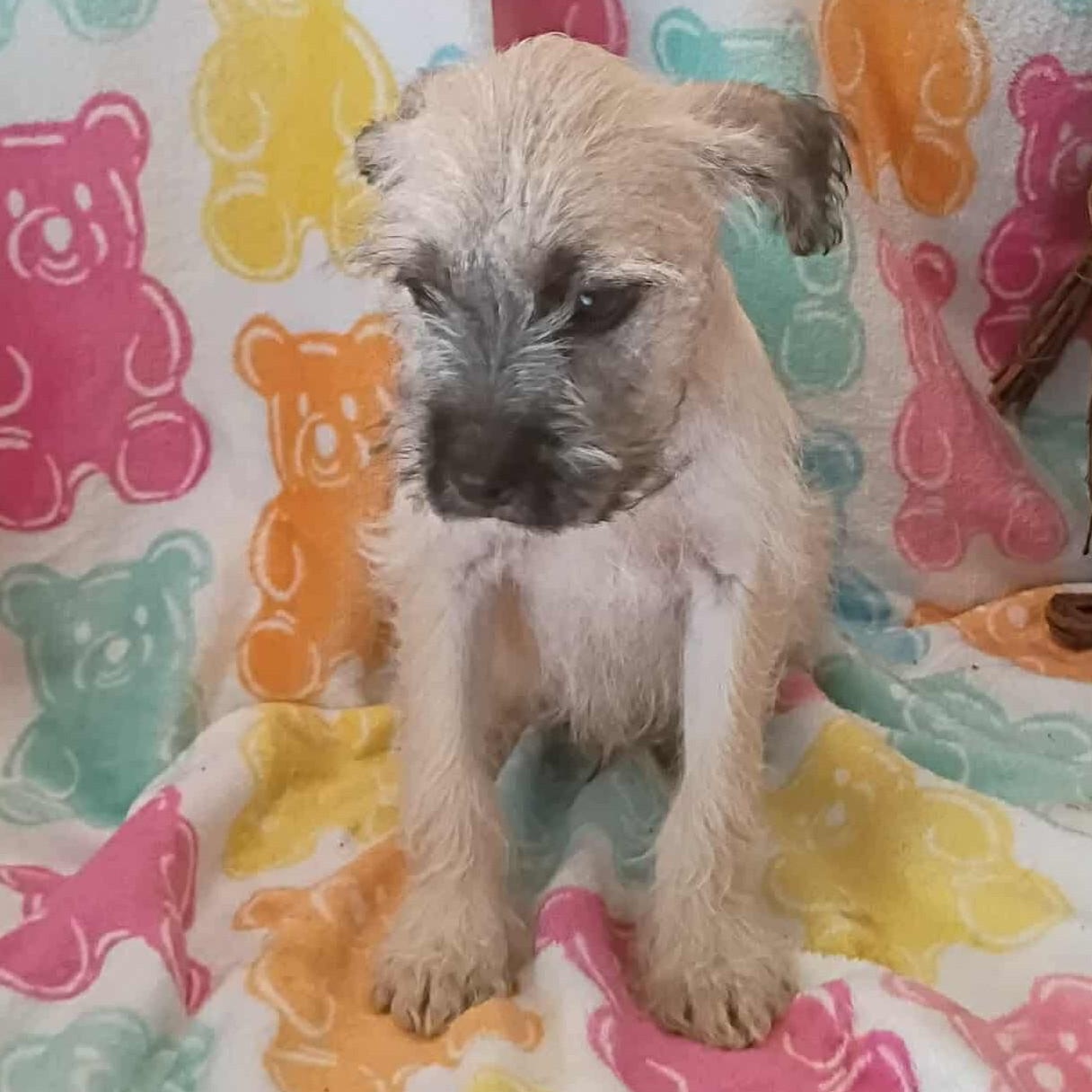 Enlarge Kate, a ADOPTABLE mixed breed in Windsor, ON image 4/6