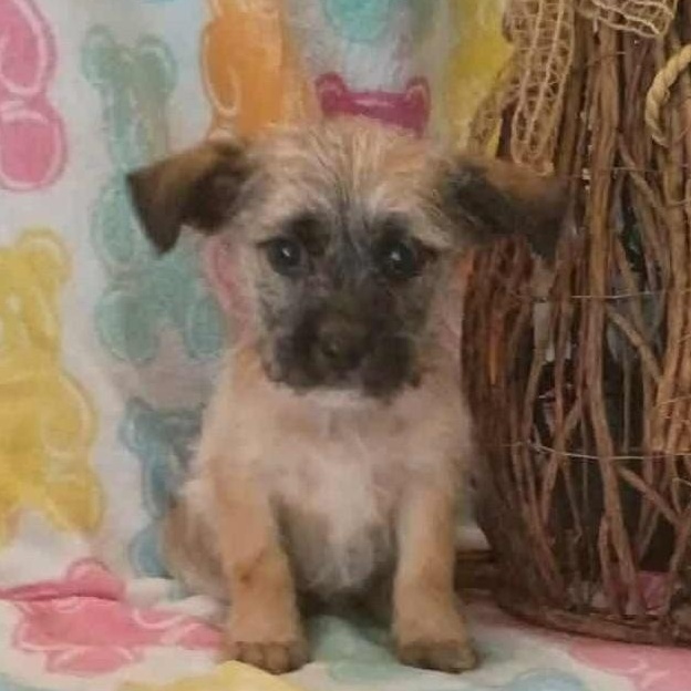 Kate, ADOPTABLE, Puppy Female Terrier.