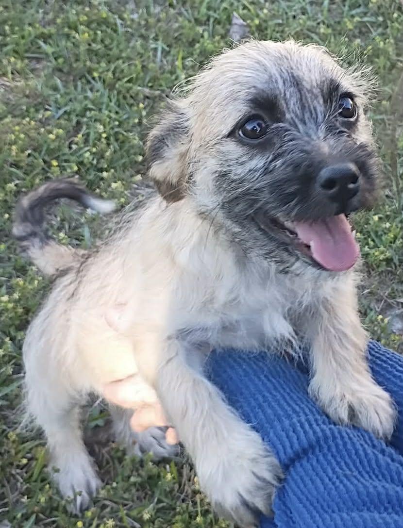 Enlarge Kate, a ADOPTABLE mixed breed in Windsor, ON image 1/6